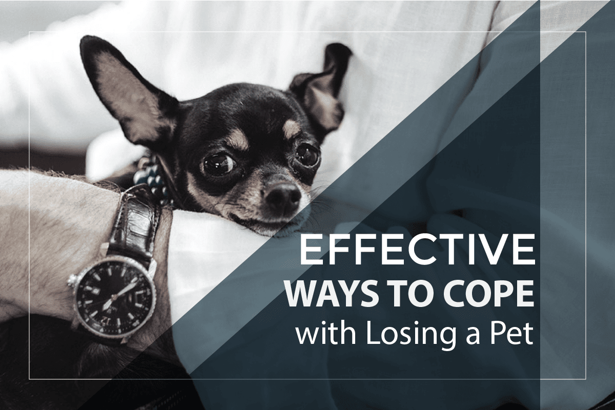 Effective Ways to Cope With Losing a Pet