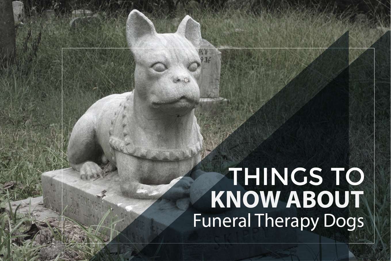 Everything you want to know about the therapy dogs at funerals